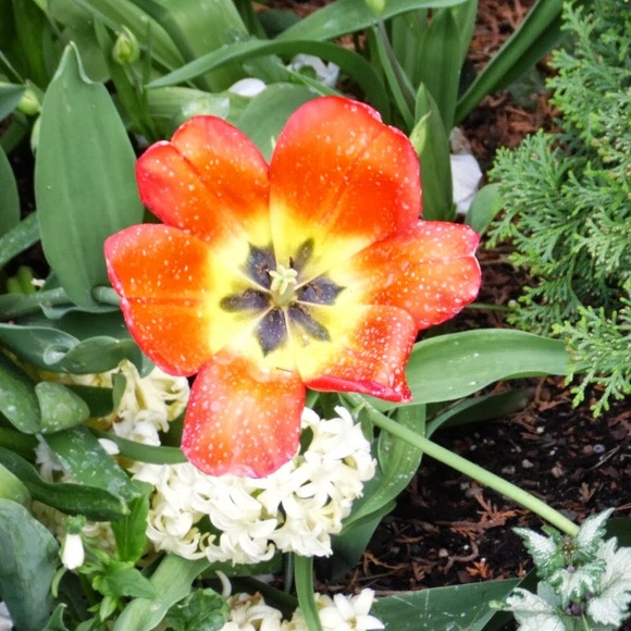 Meet your Posher, Danette - Picture 1 of 1